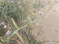 Cakile arabica