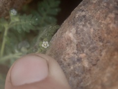 Eucrypta chrysanthemifolia bipinnatifida