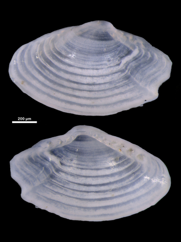 Saccella commutata observed 2026-02-03