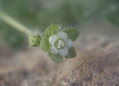 Eucrypta chrysanthemifolia bipinnatifida