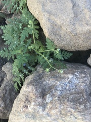 Eucrypta chrysanthemifolia bipinnatifida