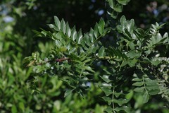 Zanthoxylum capense