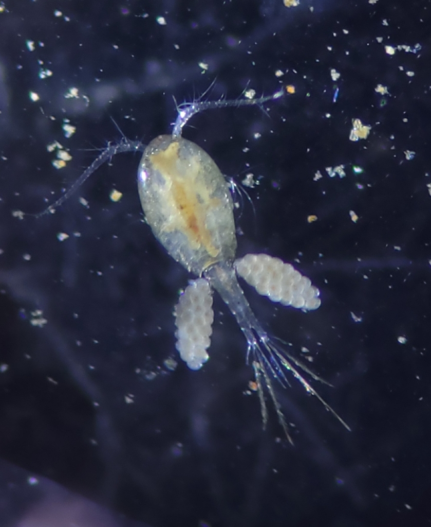 Cyclopidae from Green Valley, MD, USA on March 1, 2026 by Joe Girgente ...