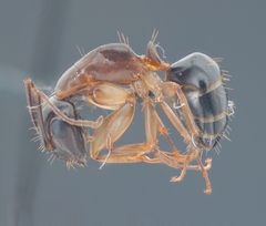 Camponotus clarithorax