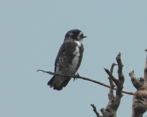 White-browed Purpletuft (Iodopleura isabellae), photo 2