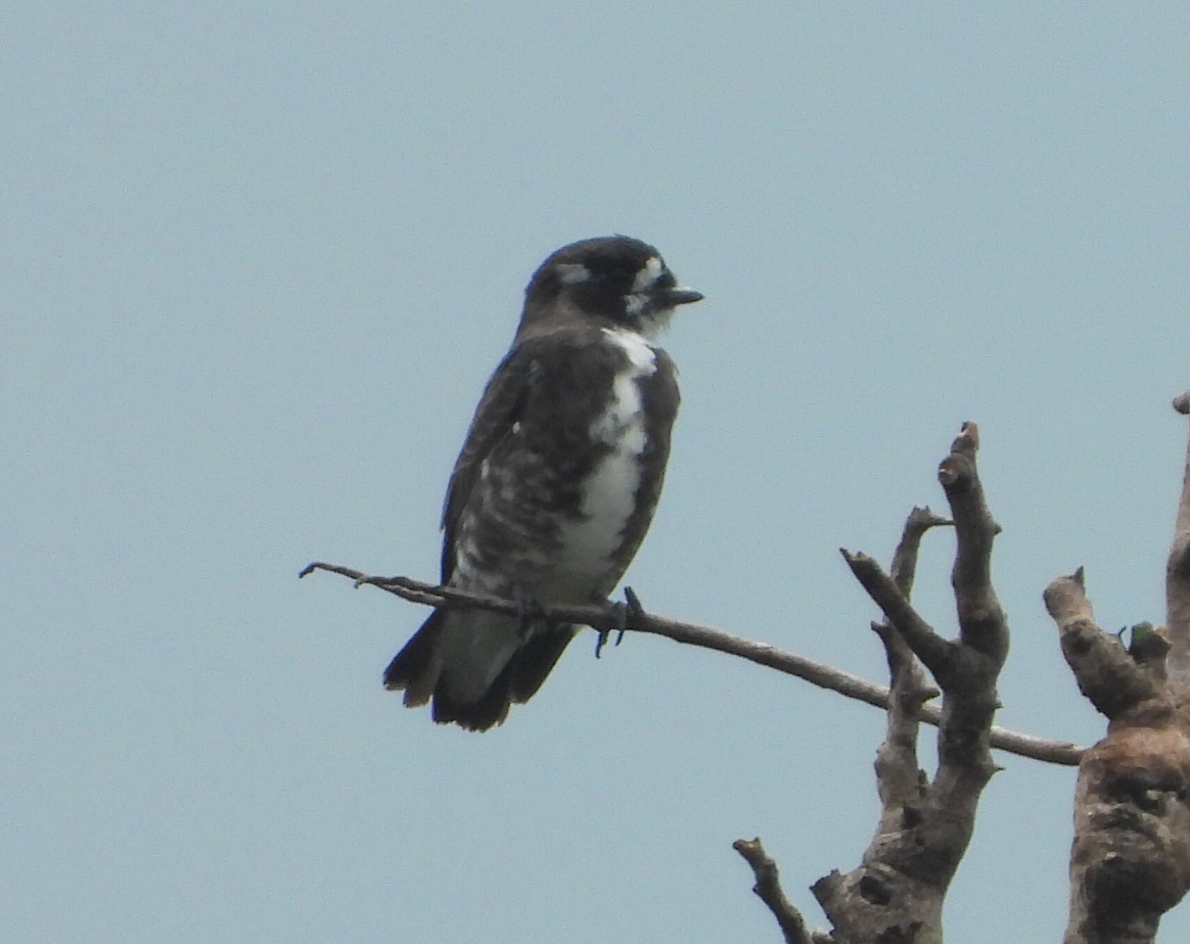 White-browed Purpletuft (Iodopleura isabellae), photo 2