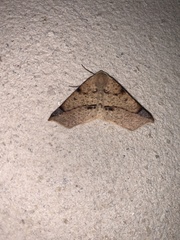 Caripeta triangulata