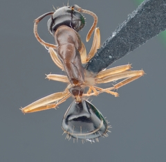 Camponotus clarithorax