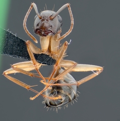 Camponotus clarithorax