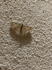 Trigrammia quadrinotaria