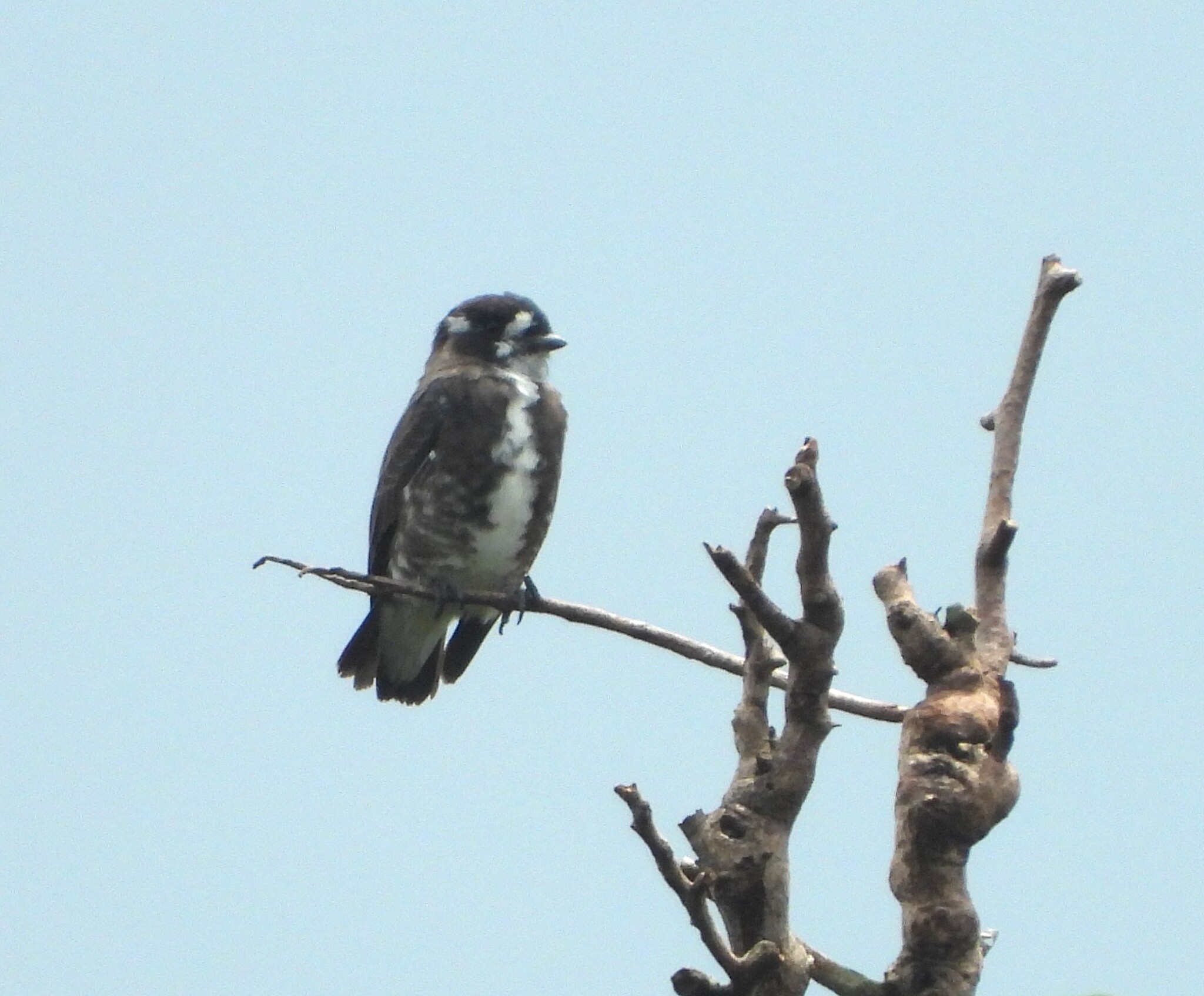 White-browed Purpletuft (Iodopleura isabellae), photo 3