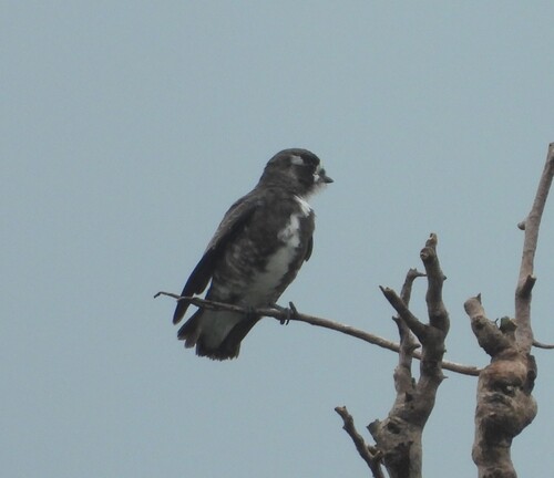 White-browed Purpletuft (Iodopleura isabellae), photo 10
