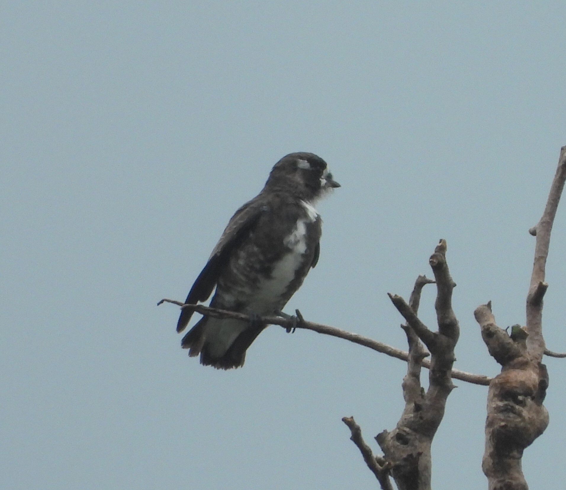 White-browed Purpletuft (Iodopleura isabellae), photo 4