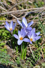 Crocus reticulatus