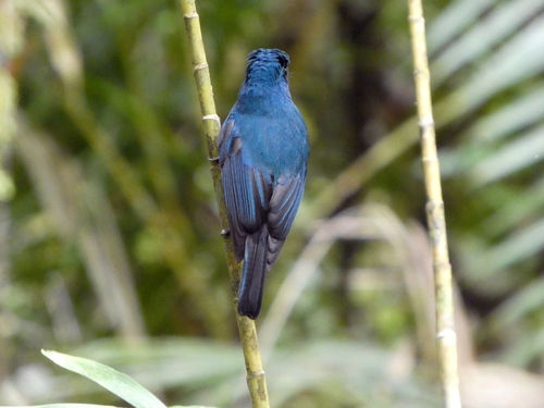 Indigo Flycatcher (Eumyias indigo), photo 3