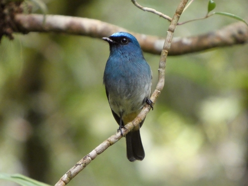 Indigo Flycatcher (Eumyias indigo), photo 2
