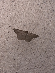 Trigrammia quadrinotaria