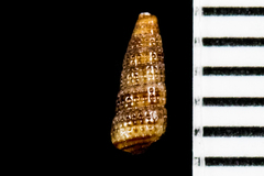 Cerithiopsidae