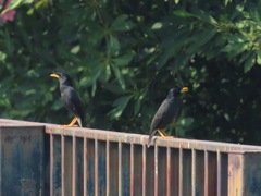 Acridotheres grandis