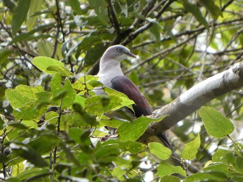 Mountain Imperial Pigeon (Ducula badia), photo 5