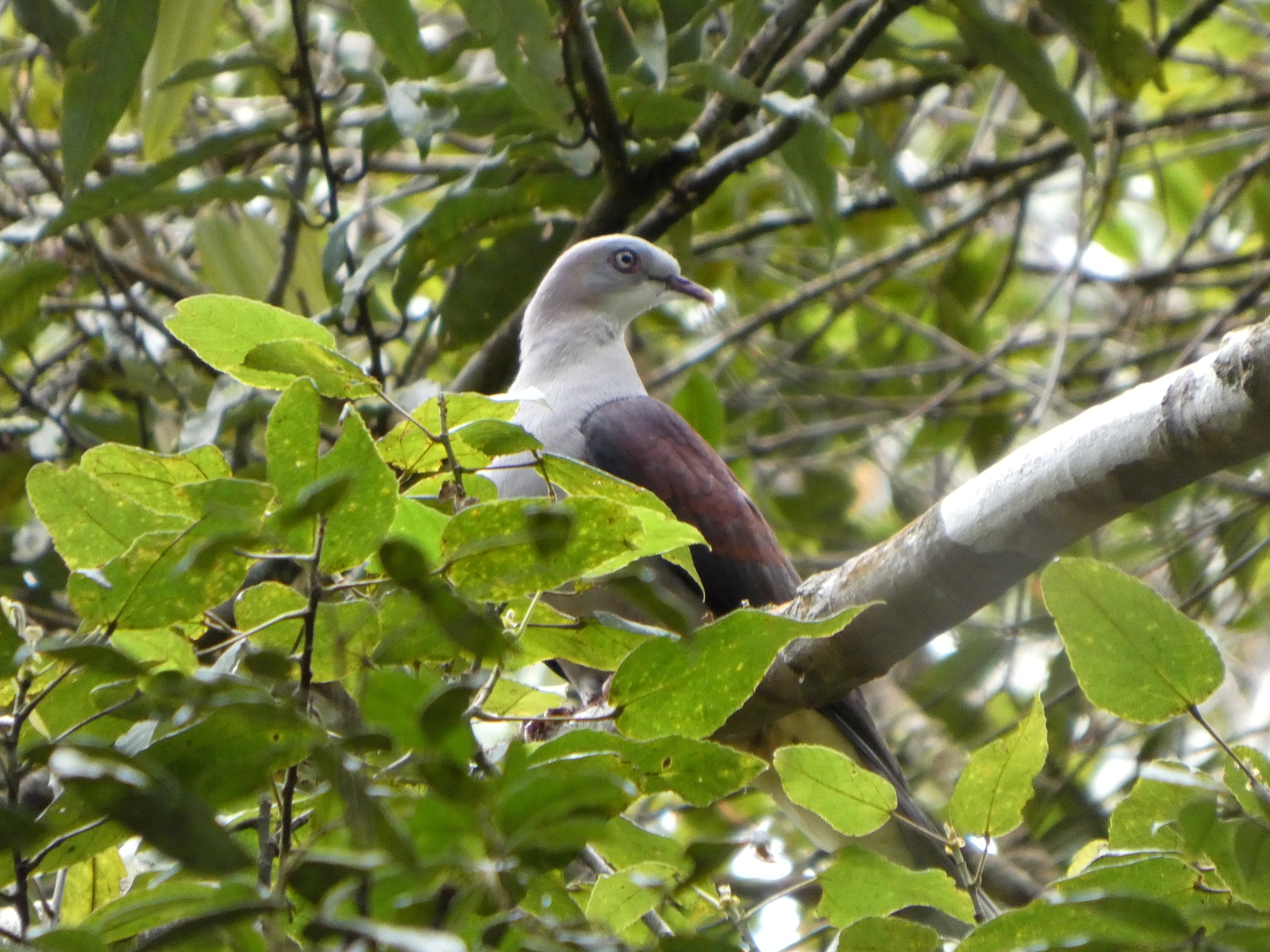Mountain Imperial Pigeon (Ducula badia), photo 7