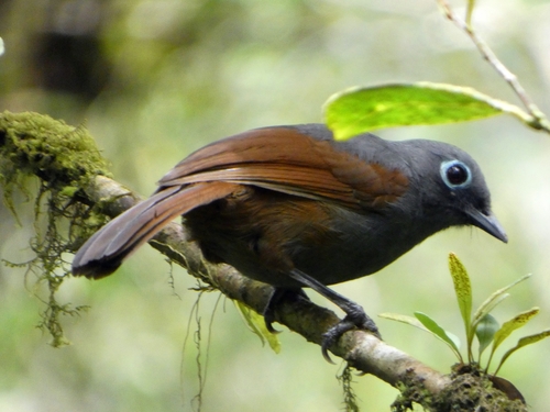 Sunda Laughingthrush (Garrulax palliatus)