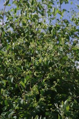 Helinus integrifolius