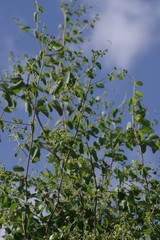 Helinus integrifolius