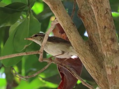 Phylloscopus borealis