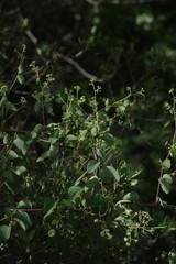 Helinus integrifolius
