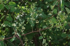 Helinus integrifolius