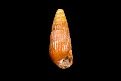 Cerithiopsidae
