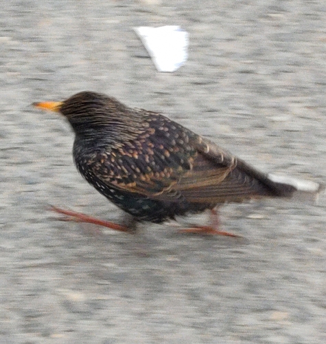 European Starling