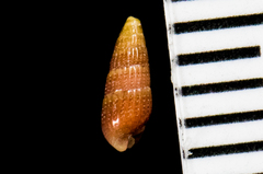 Cerithiopsidae