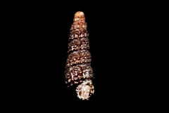 Cerithiopsidae