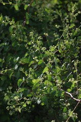 Helinus integrifolius