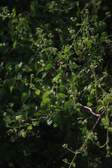 Helinus integrifolius