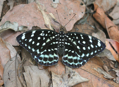 Lexias albopunctata albopunctata