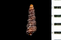 Cerithiopsidae
