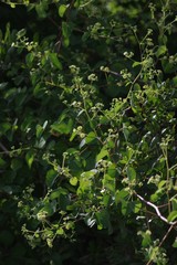 Helinus integrifolius