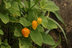 Sandersonia aurantiaca, photograph author not stated, no rights reserved