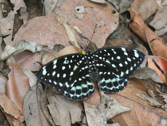 Lexias albopunctata albopunctata