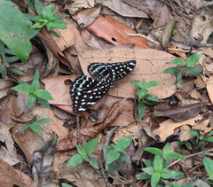 Lexias albopunctata albopunctata