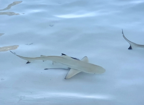 Carcharhinus melanopterus
