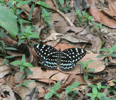 Lexias albopunctata albopunctata