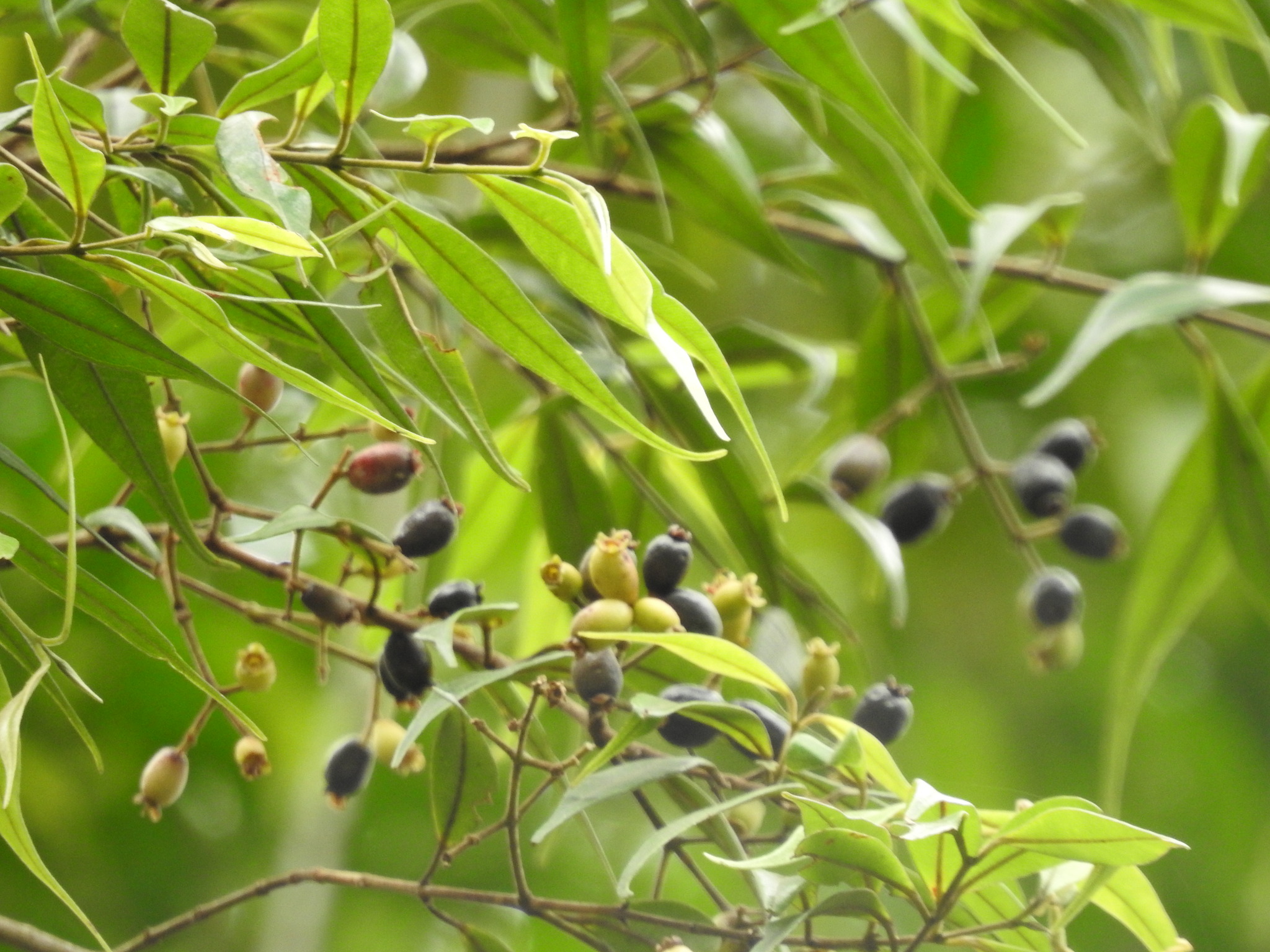 Myrcia Splendens (Myrcia splendens)