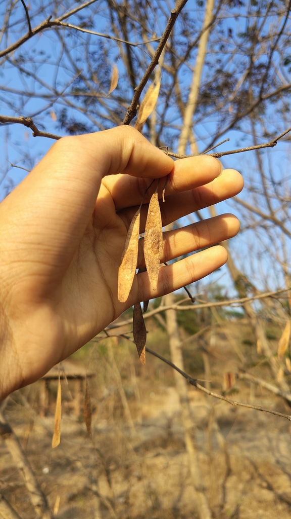 Dalbergia sissoo, 118/12/13, Motiram Nagar, Warje, Pune, Maharashtra 411058, India