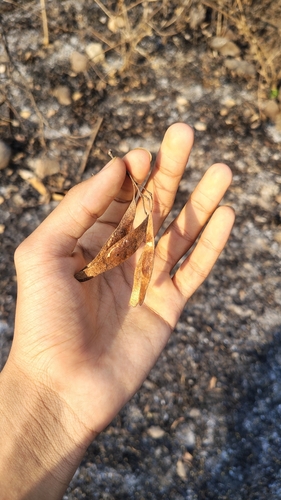 Dalbergia sissoo