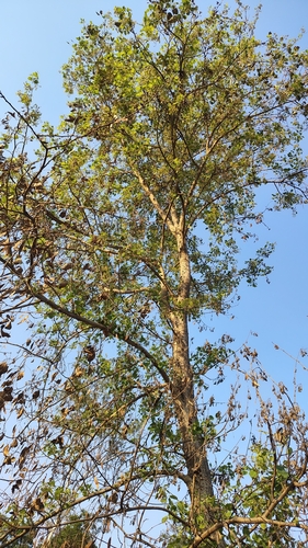 Dalbergia sissoo