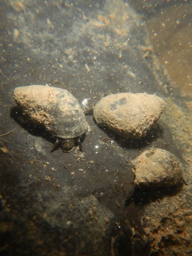 Leptoxis carinata observed 2026-02-28